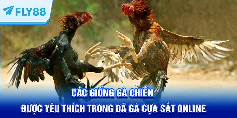 Các giống gà chiến được yêu thích trong đá gà cựa sắt online