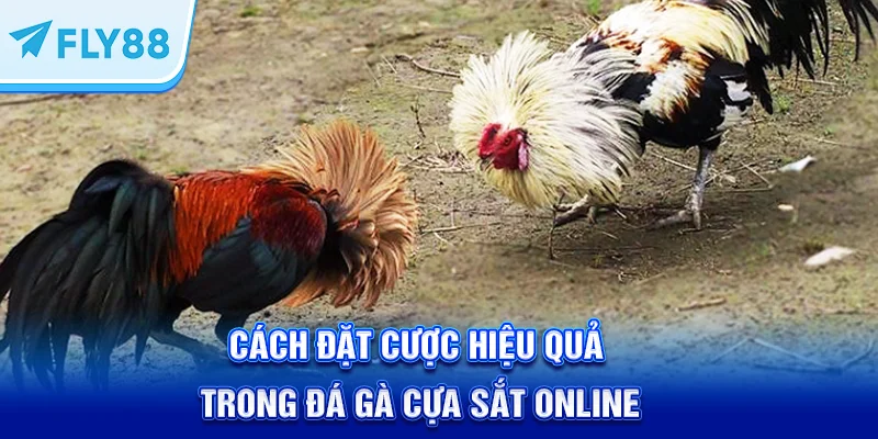 Cách đặt cược hiệu quả trong đá gà cựa sắt online