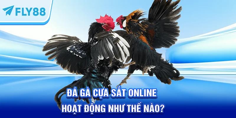 Đá gà cựa sắt trực tuyến hoạt động như thế nào?